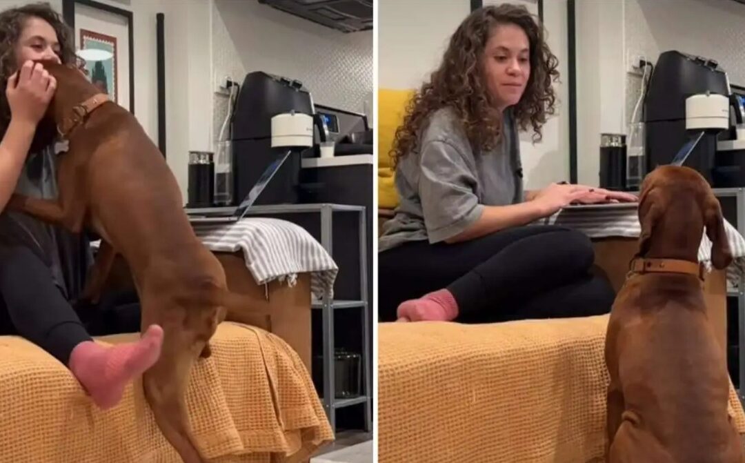 When Dad Snatches the Toy, This Vizsla Puppy Seeks Mommy Comfort