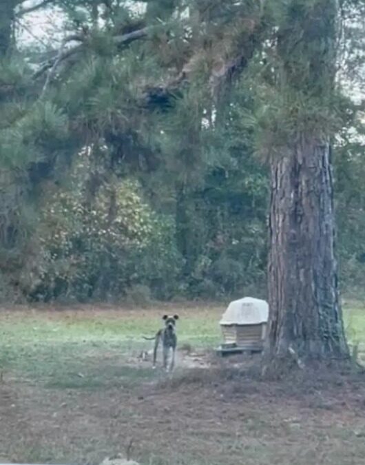 A Dog Left to Die in the Woods — Until Kindness Stopped on the Trail