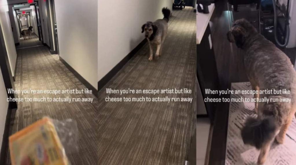 The Day a Dog Had to Choose Between Freedom and Cheese