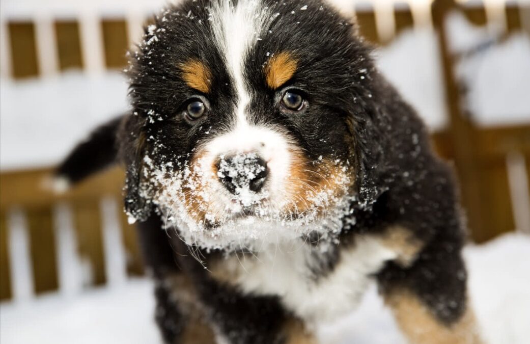 The Bernese Mountain Puppy Who Refuses to Leave the Snow — and It’s Impossible Not to Smile