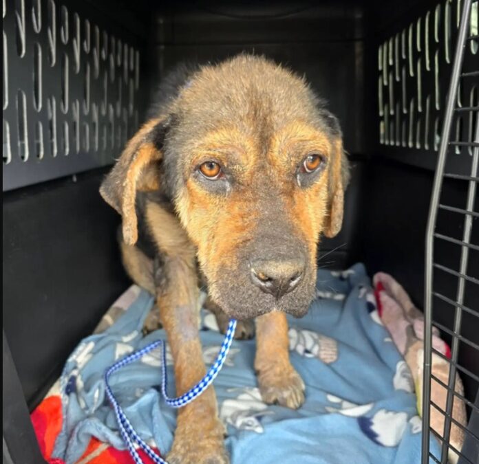 The Prance Of A Survivor: How One “Good Samaritan” Saved Detroit’s Most Resilient Rescue!