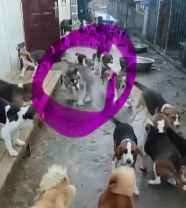 A Life in a Cage Made Him Different — But Love Is Helping Him Blossom