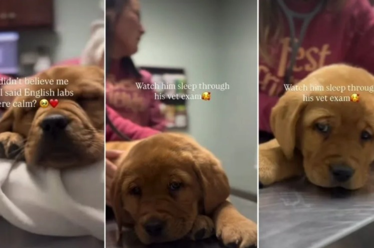 Vet Visit or Naptime? This Calm Labrador Puppy Has Zero Drama