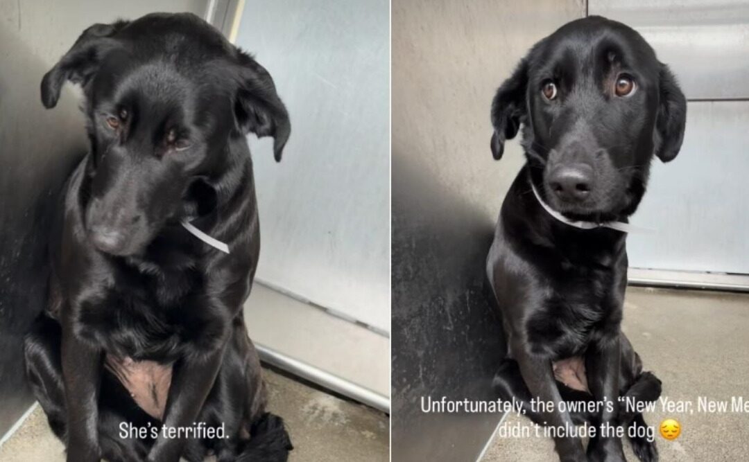 How a Busy Family’s Loss Became a Dog’s New Beginning