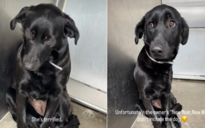 How a Busy Family’s Loss Became a Dog’s New Beginning