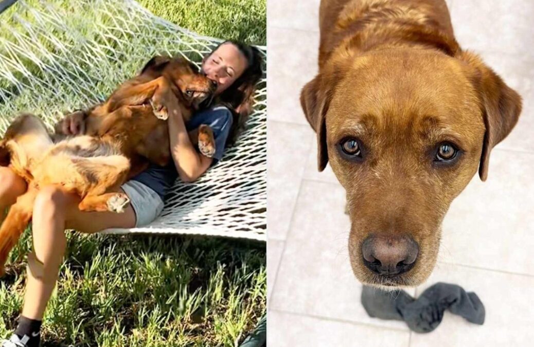 He Didn’t Become a Service Dog — But He Found His Purpose Anyway