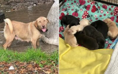 The Harrowing Rescue of a Mother Dog and Her Pups From Rising Floodwaters
