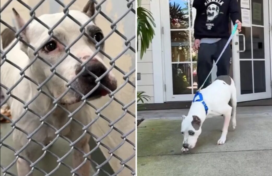 Mamay’s Journey Home — A Heartwarming Reunion Years in the Making