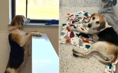 Rescued From a Snare Trap While Pregnant, This Dog’s Miracle Delivery Inspires Many