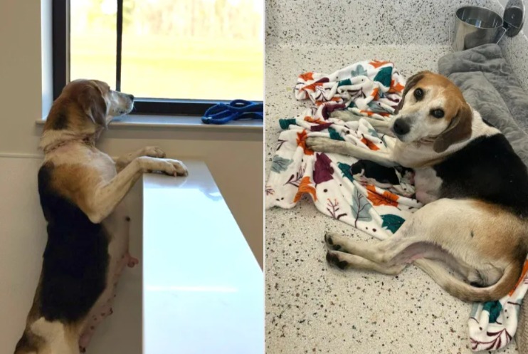 Rescued From a Snare Trap While Pregnant, This Dog’s Miracle Delivery Inspires Many