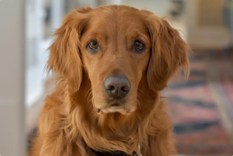 His Grace Period Is Zero: The Golden Who Demands Dinner on Time