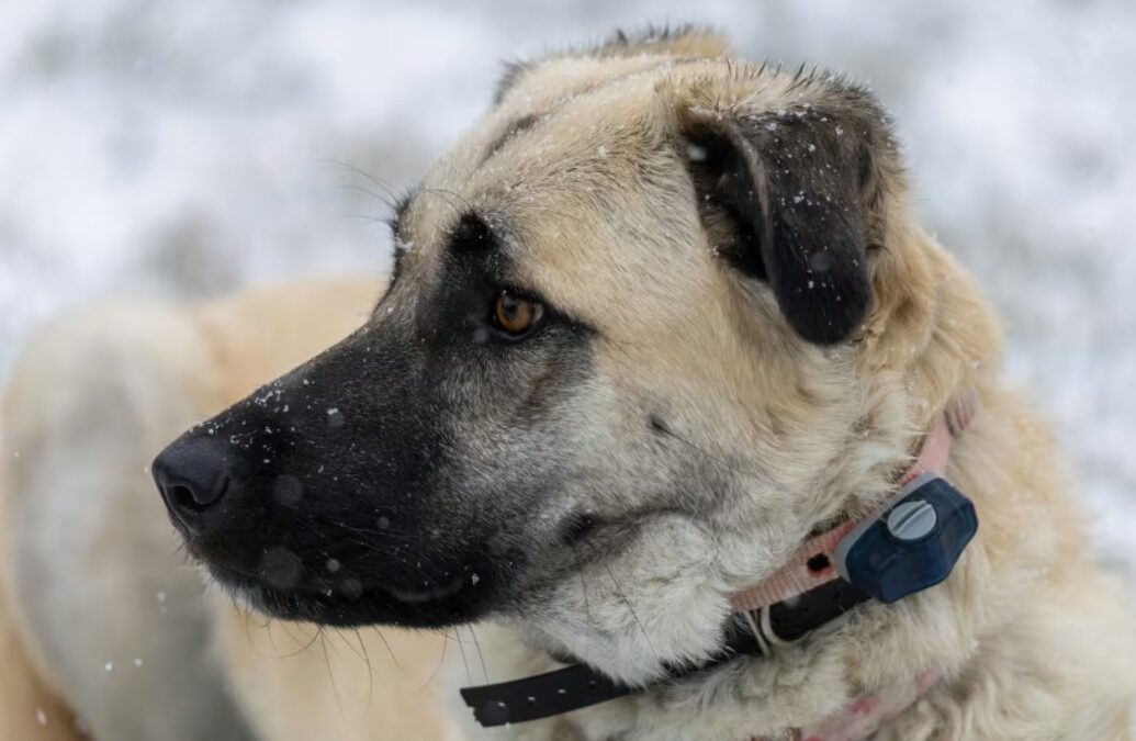 How a Toy‑Counting Dog Turns Bedtime into a Hilariously Organized Routine