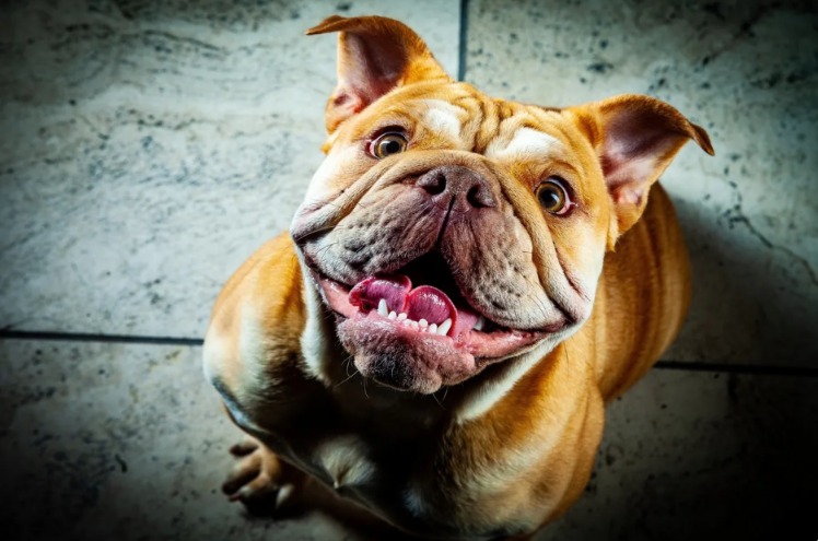 A Bullied Bulldog’s Journey From Fear to Love