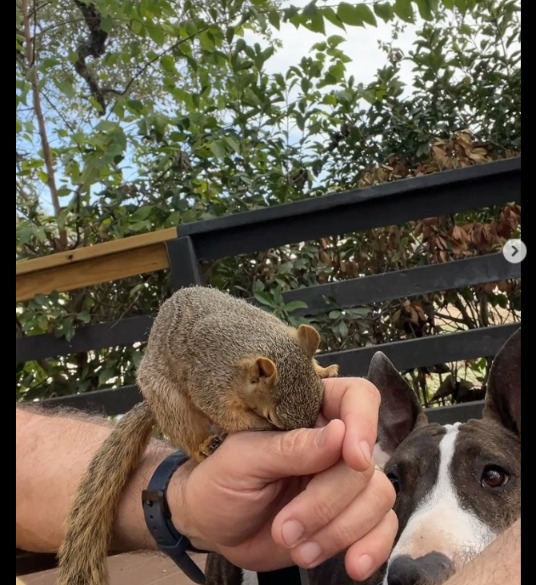 Unexpected Bonds: When a Family Rescued a Squirrel and Their Dog Became Dad