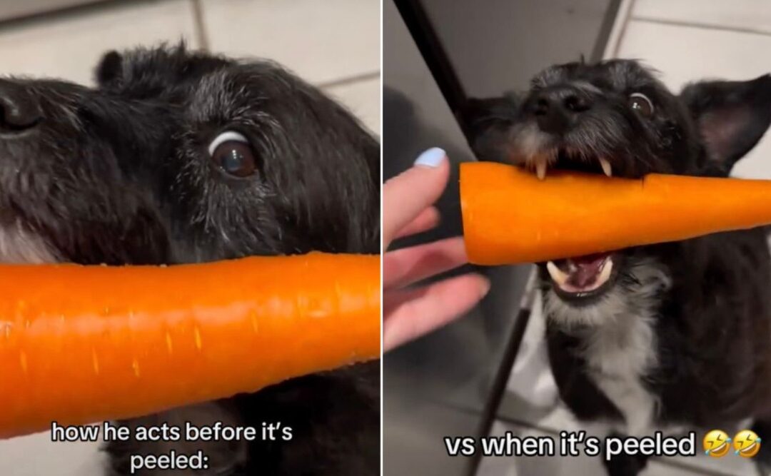 Watch Milo Reject Carrots…Until They’re Perfectly Peeled
