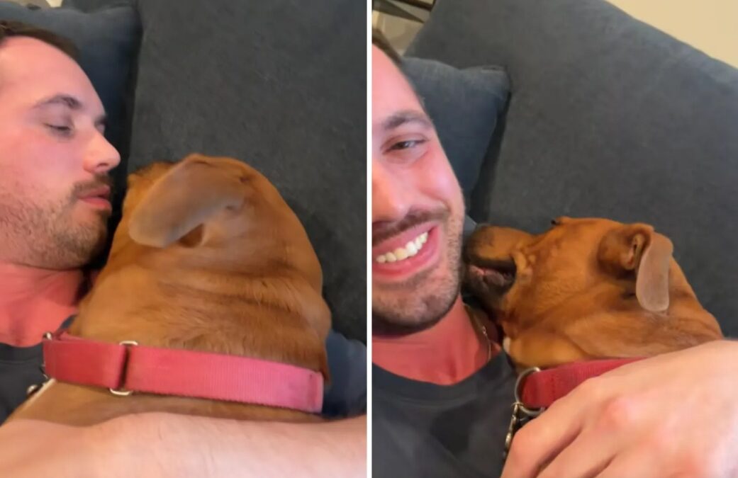 When Day Care Was Too Much Love for This Sensitive Rescue Dog