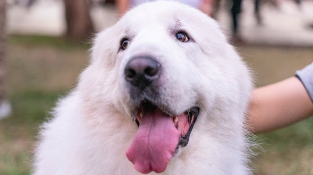 How Milo the Great Pyrenees Won the “Walk” Argument and Stayed Home