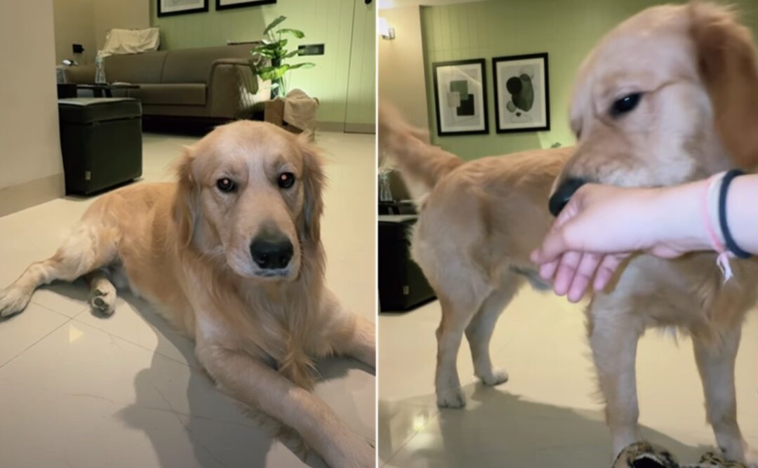 Watch This Golden Know Exactly When Mom Switches to “Baby Talk”