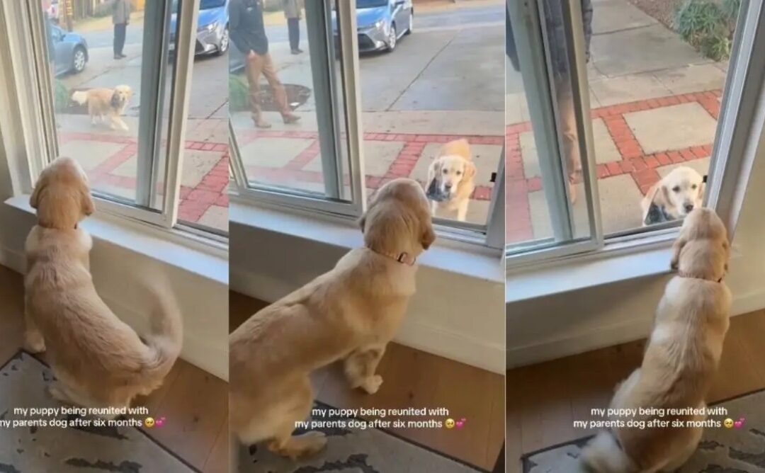 Six Months Apart — But the Moment They See Each Other Again Says It All