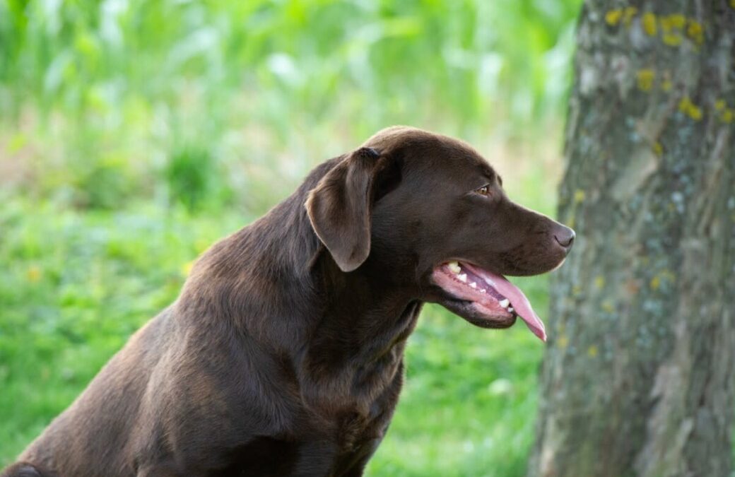 When a Dog Tends to a Starving Goat — the Sweetest Act of Kindness