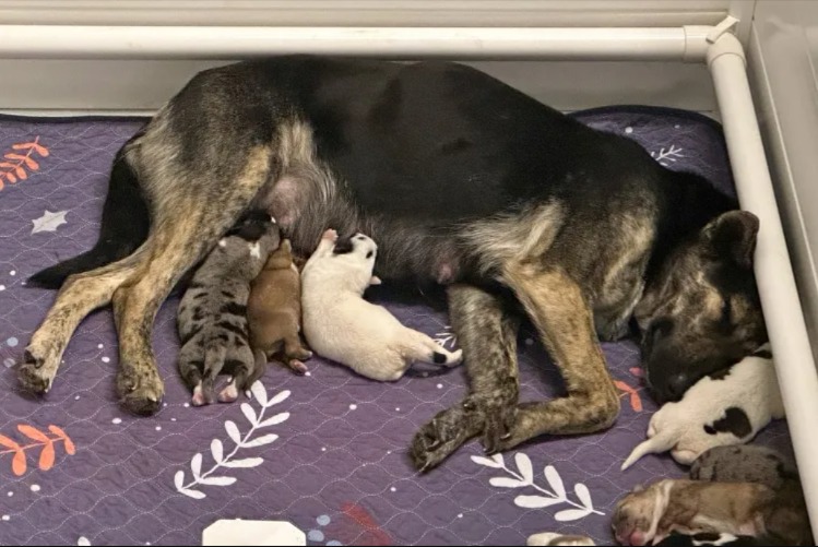 Frozen Outside, Warm Inside — A Rescue Dog’s Miracle Birth
