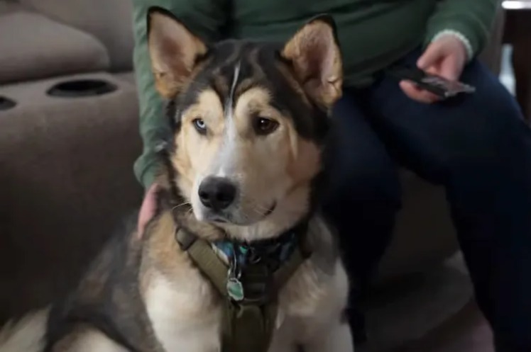 Curiosity, Danger, and a Second Chance: One Husky’s Scary Close Call