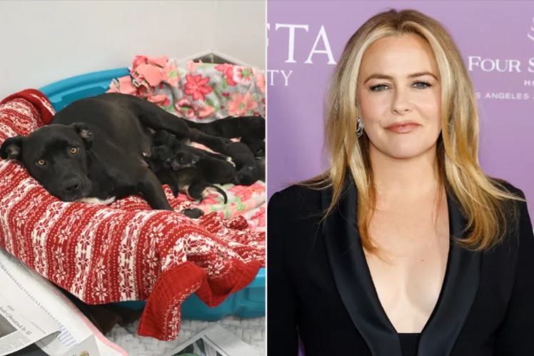 “The Best Thing You Could Ever Do”: Alicia Silverstone’s Urgent Plea After Rescuing a Shelter Hero