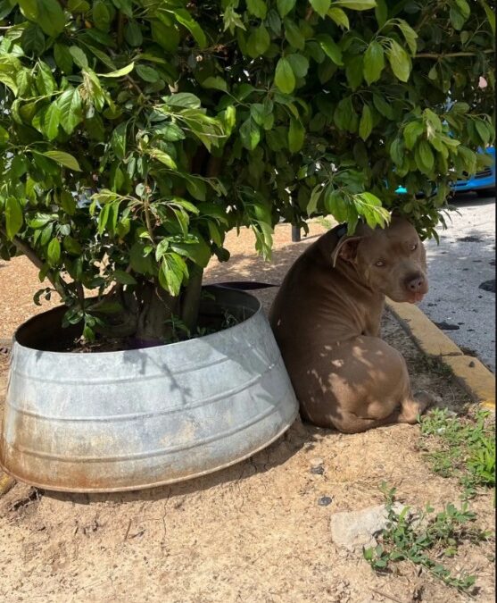 Left Behind and Still Waiting: The Dog Tied to a Magnolia Tree