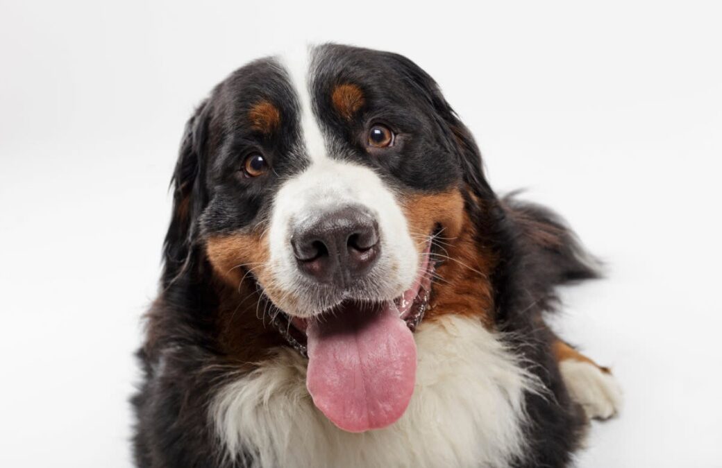 This Smile‑Filled Moment From a Bernese Mountain Dog Will Make Your Day