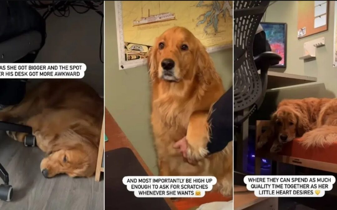 Why This Dog Dad Built a Dream Spot for His Golden Girl