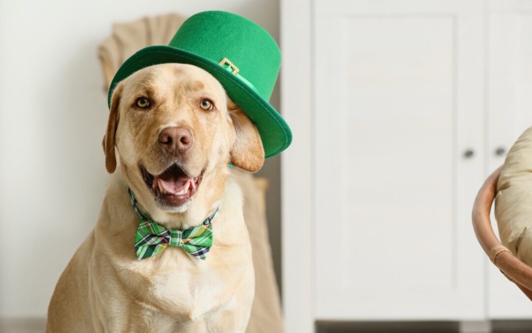5 Lucky Ways to Celebrate St. Patrick’s Day With Your Dog