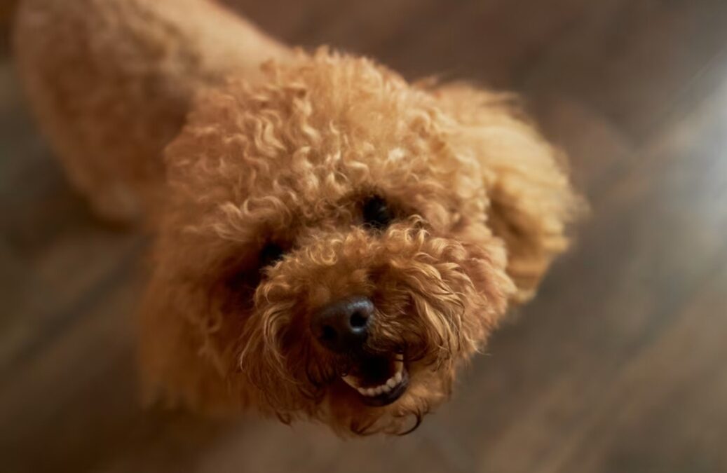 The Sweet Friendship Between a Poodle and a Baby Goat Will Melt Your Heart