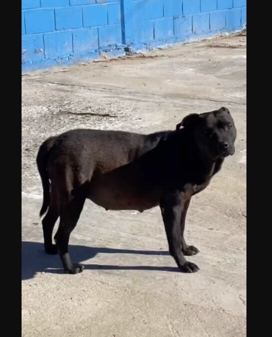 A Mother’s Gratitude: The Heart-Melting Transformation of a Pregnant Dog Who Refused to Let Go