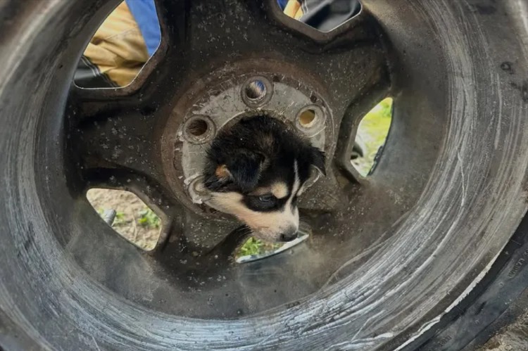 Curious Puppy Gets His Head Stuck in a Tire Rim — and Gets a Big Rescue
