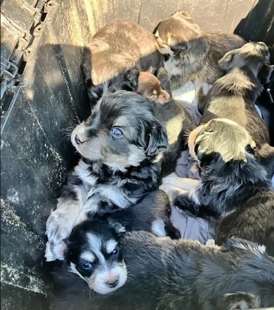 Eight Puppies Found Abandoned in a Sealed Box — Now Volunteers Race to Help