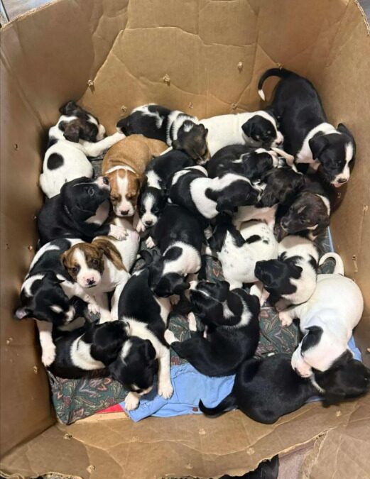 The Day a Shelter’s Door Opened to Miracles