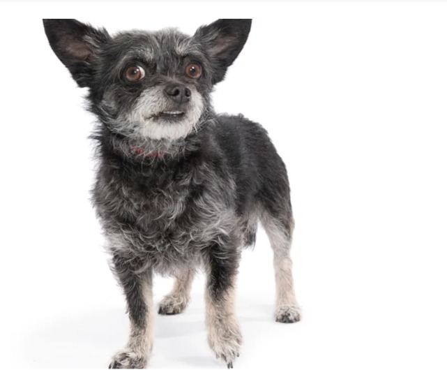 The Powerful Moment a Neglected Senior Dog Is Welcomed Into a Foster Family