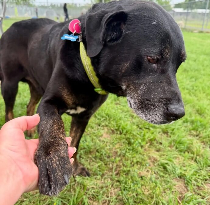 Heartbreak, Hope and Reunion: A Senior Dog’s Unexpected Twist