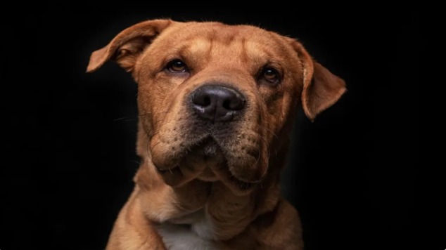 The Rescue Dog With the Cutest Donkey Noises