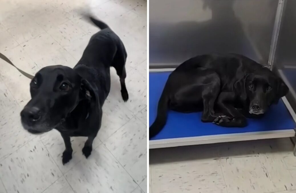 Sam’s Sad Return: When a Rescue Dog Realizes Shelter Life Isn’t Over