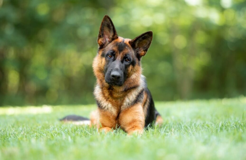 How a German Shepherd Became the Most Gentle Big Brother to a Newborn