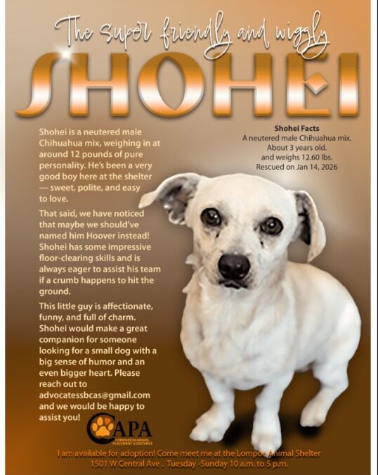 Meet Shohei: The Little Lap Dog With a Big Heart