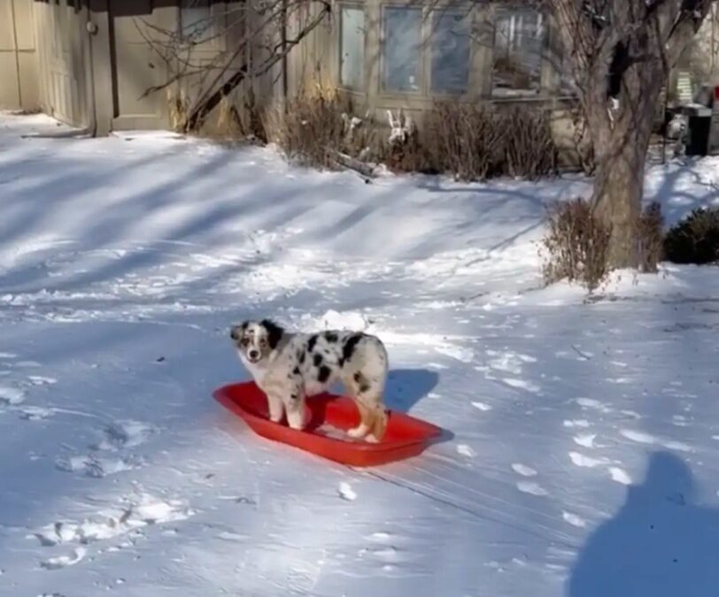 A Snow‑Loving Dog’s Creative Ride With His Cat Buddy