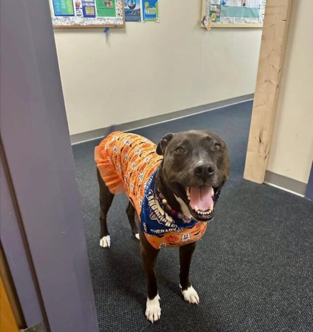 Tiny Hands, Big Love — A Classroom’s Heartfelt Tribute to a Beloved Pup