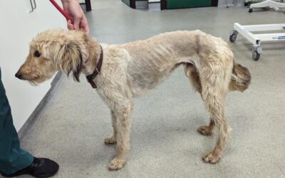 After Nearly 1,000 Days Waiting in Kennels, Teddy Finally Found His Forever Home