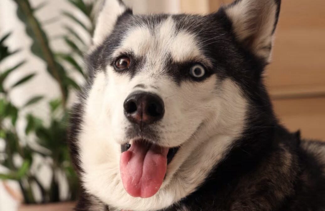 The Viral Freeze‑Frame Husky Stare After the Vet, and What It Really Says