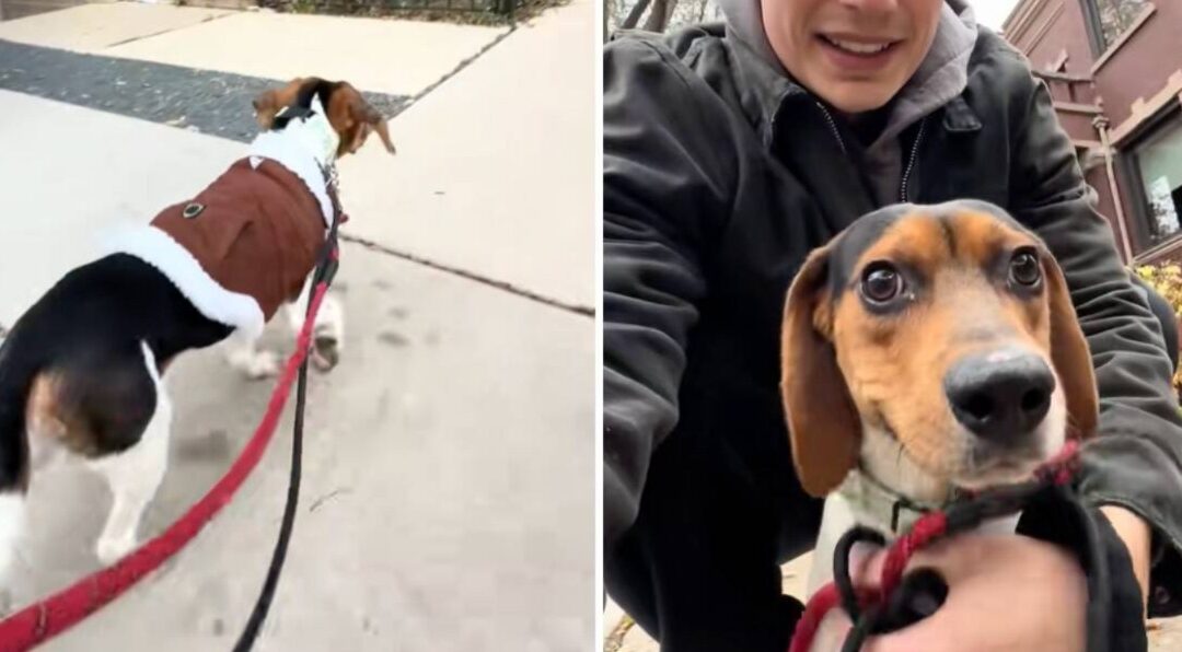 No More Cages: Watch This Fearful Hoarding Survivor Discover the Joy of Being a Real Dog