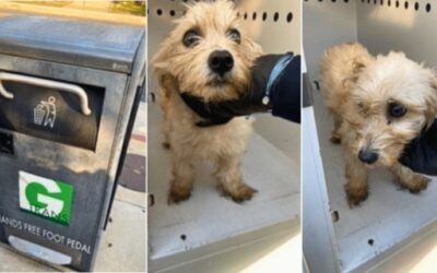 How a Gardena Police Officer Rescued and Adopted a Puppy Dumped in Trash