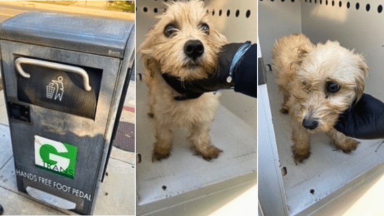 How a Gardena Police Officer Rescued and Adopted a Puppy Dumped in Trash