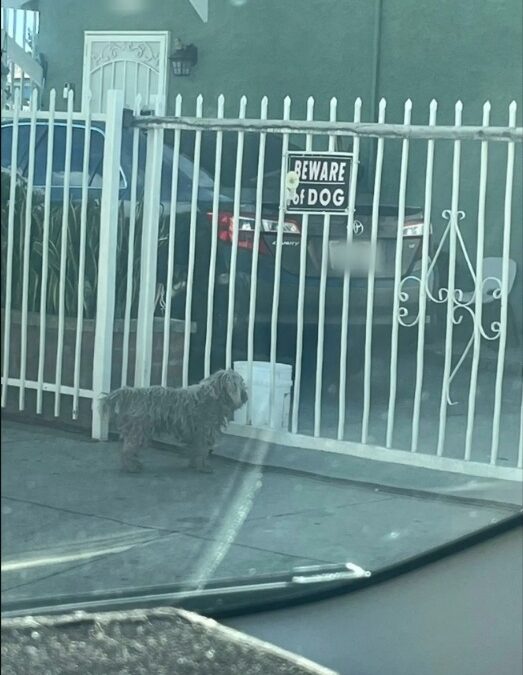 Matted and Alone No More — A Dog’s Transformation and Hope